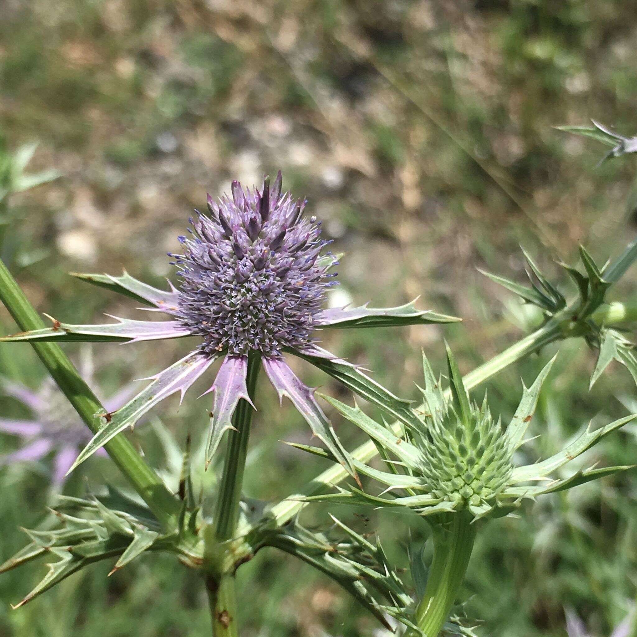 Image de Eryngium hookeri Walp.