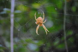 Image of Araneus pallidus (Olivier 1789)