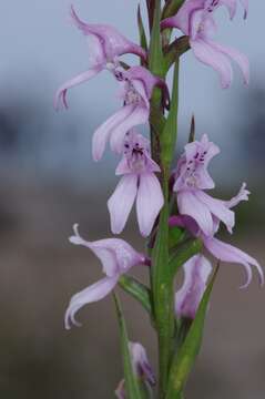 Image of Brownleea recurvata Sond.