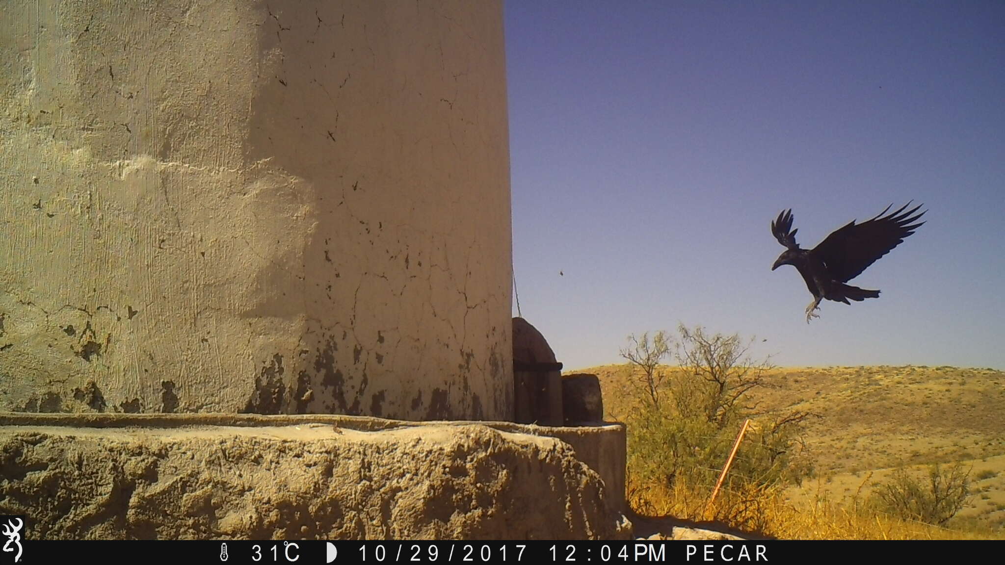 Image of Chihuahuan Raven