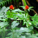 Image of Costus barbatus Suess.