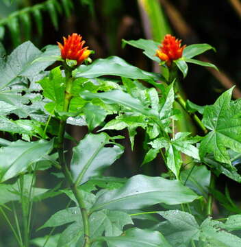 Image of Costus barbatus Suess.