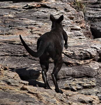 Imagem de Macropus bernardus W. Rothschild 1904