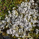 Image of Alpine soil foam lichen