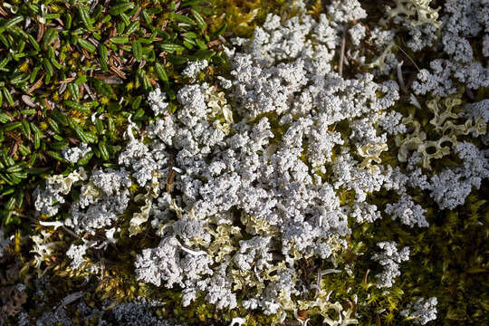 Image of Alpine soil foam lichen