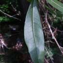 Image of Darlington Oak