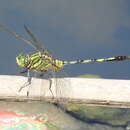 Image of Green Skimmer