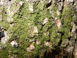 Image of dilated scalewort