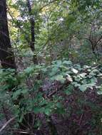 Sivun Crataegus calpodendron (Ehrh.) Medik. kuva