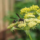 Слика од <i>Australozethus <i>tasmaniensis</i></i> tasmaniensis