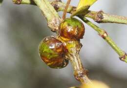 Plancia ëd Asphondylia resinosa Gagne 1990