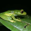 Image of Subaúma Canebrake Tree Frog