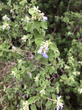 Salvia ballotiflora Benth. resmi