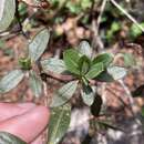 Image of Scaly Rhododendron