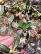 صورة Rhododendron lepidotum Wall.