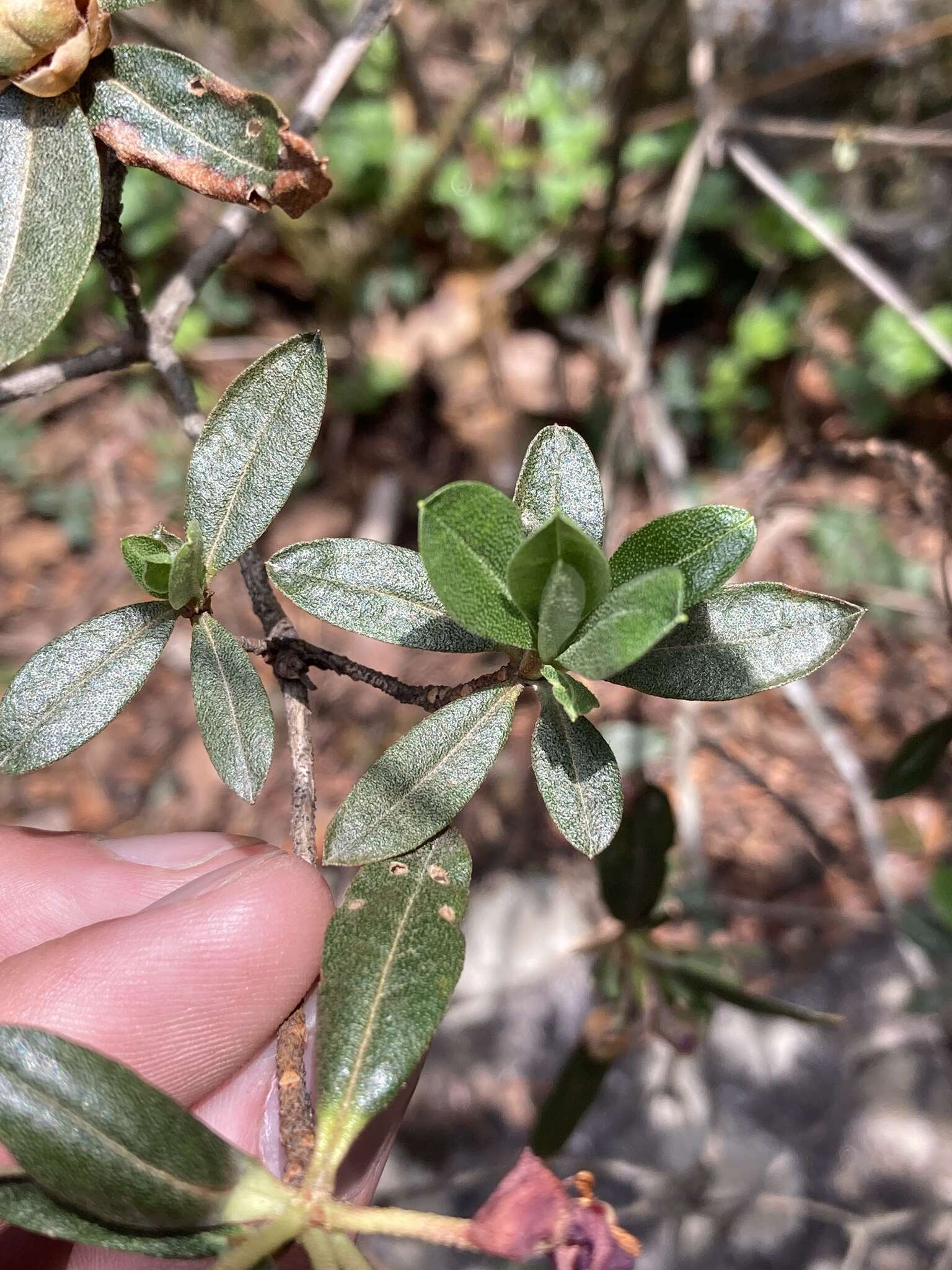 Imagem de Rhododendron lepidotum Wall.