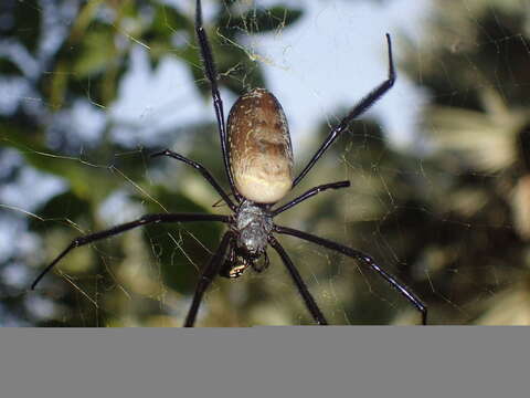 Image of Trichonephila fenestrata venusta (Blackwall 1865)