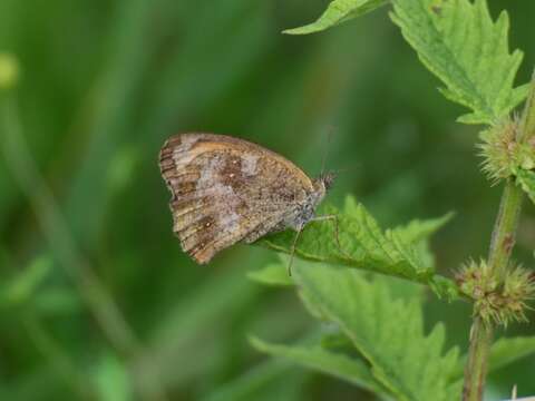 Image of hedge brown