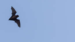 Image of Azorean Bat