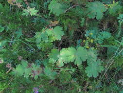 Image of Glandular Crane's-bill