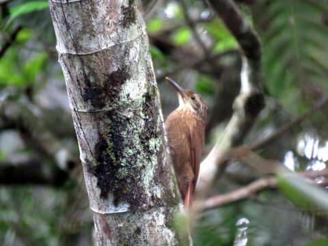 Image of Planalto Woodcreeper