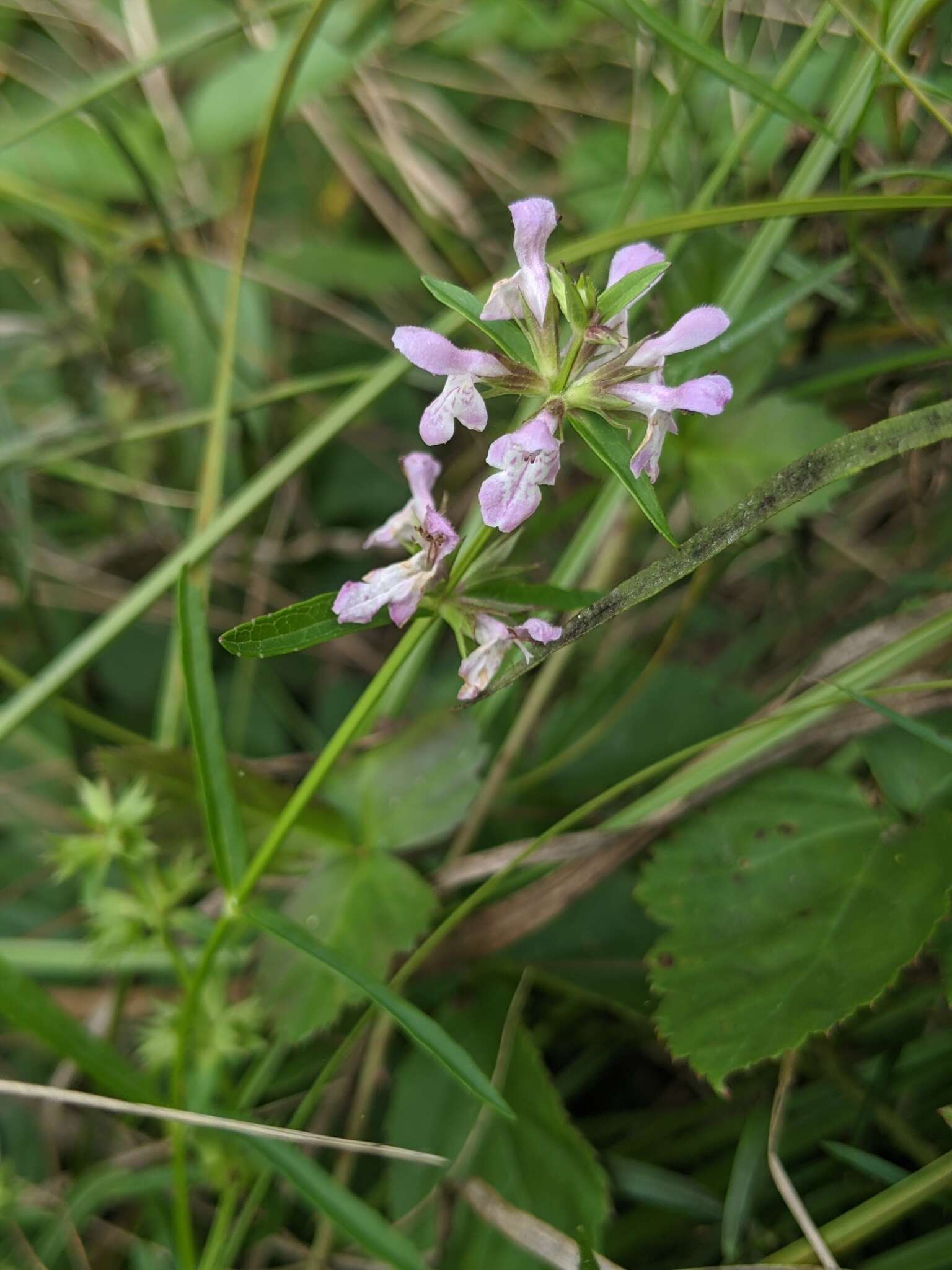 Plancia ëd Stachys hyssopifolia Michx.