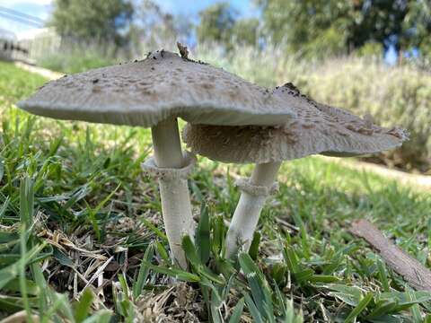 Image of Macrolepiota excoriata (Schaeff.) Wasser 1978