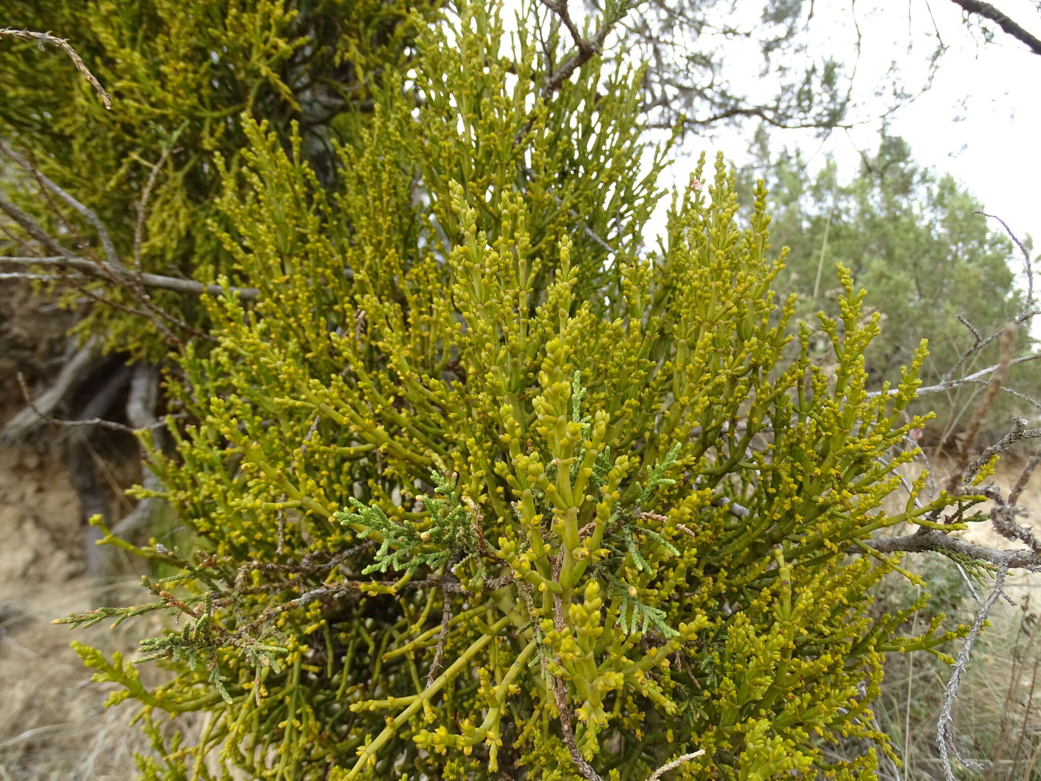 Слика од Phoradendron minutifolium Urb.