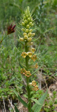 Image of Digitalis viridiflora Lindl.