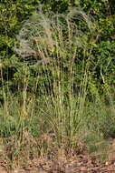 Image de Stipa pennata L.