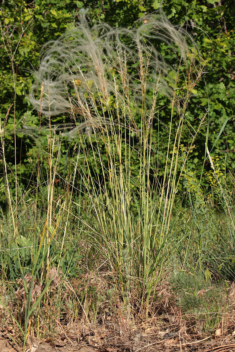 Image de Stipa pennata L.