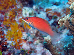 Image of Disappearing wrasse