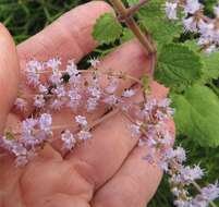 Слика од Tetradenia