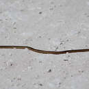 Image of Peninsula Ribbon Snake