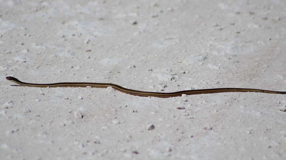 Image of Thamnophis saurita sackenii (Kennicott 1859)