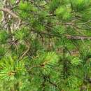 صورة Pinus sylvestris var. hamata Steven