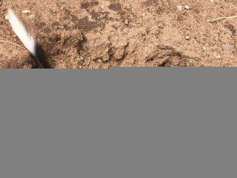 Image of banner-tailed kangaroo rat