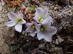 Image of Veronica densifolia F. Muell.