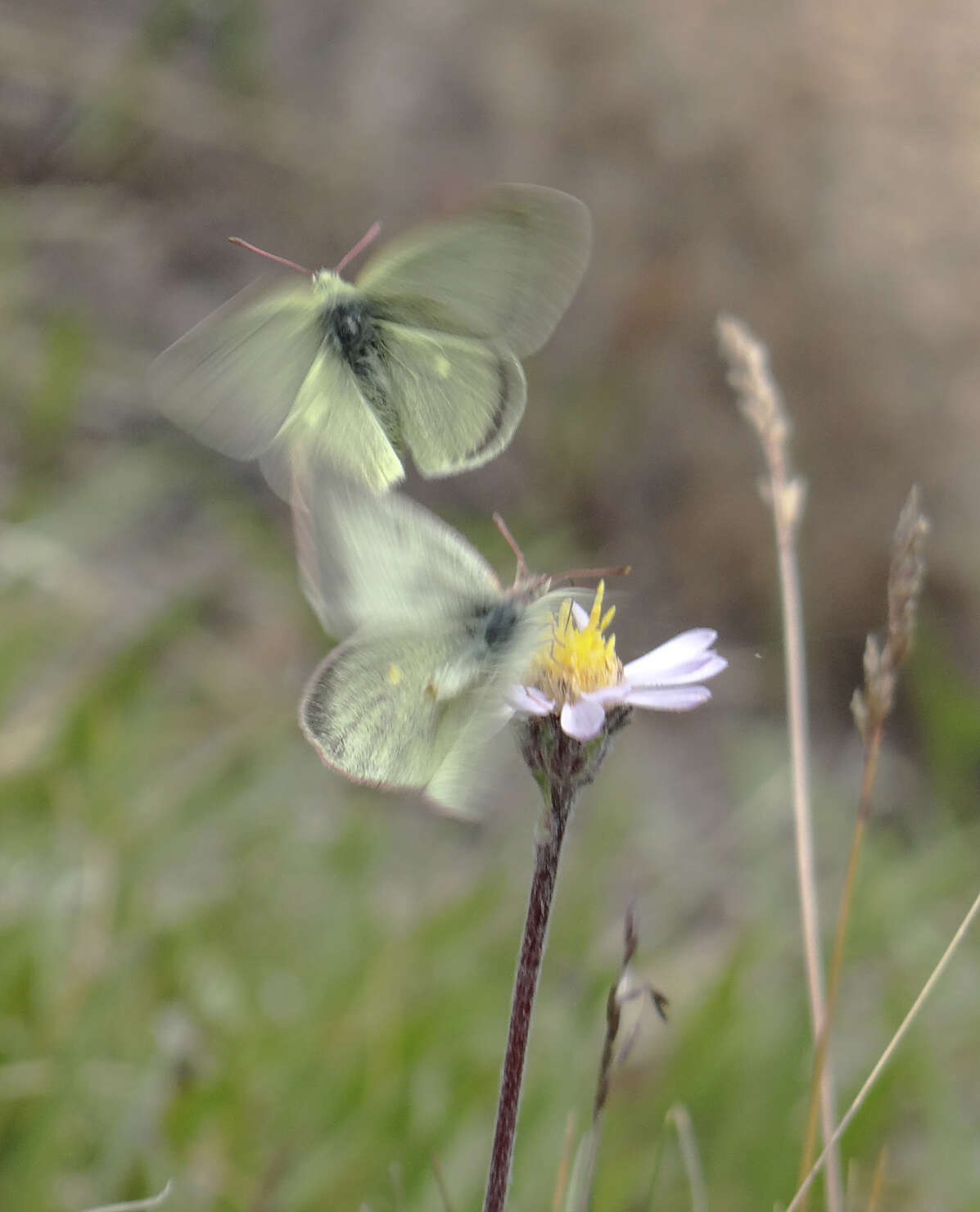 Image of Sierra Green Sulphur