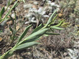 Image of Linum mucronatum subsp. armenum (Bordzil.) P. H. Davis