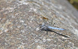 Image of <i>Orthetrum brunneum cycnos</i> Selys 1848