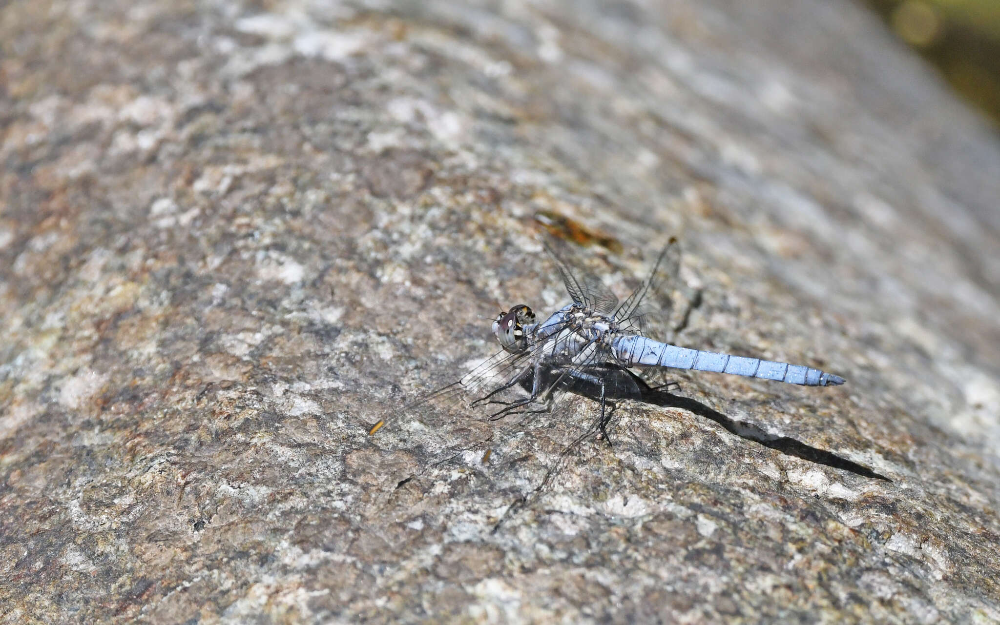 Image of <i>Orthetrum brunneum cycnos</i> Selys 1848