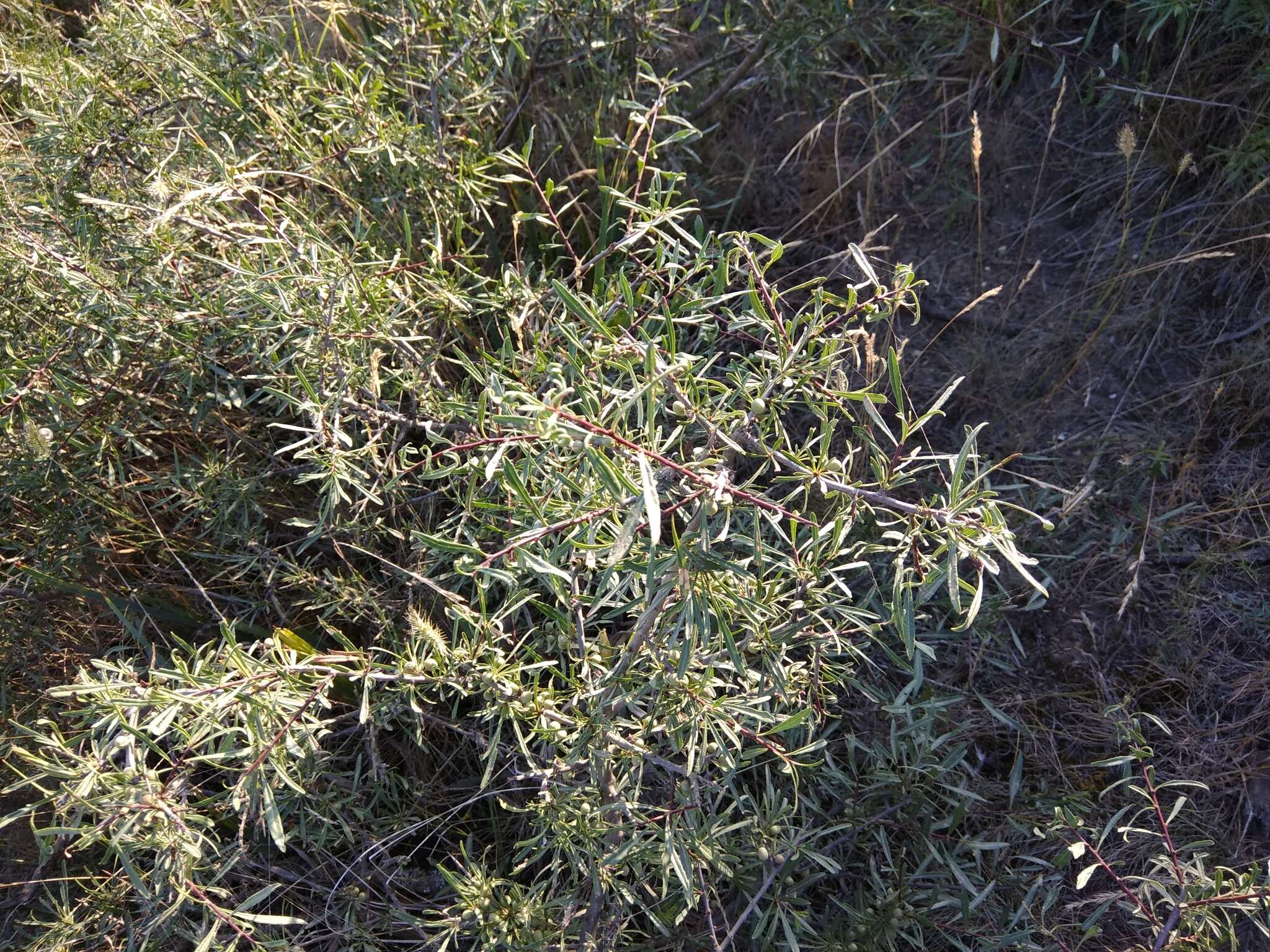 Image of Rhamnus erythroxyloides Hoffmanns.