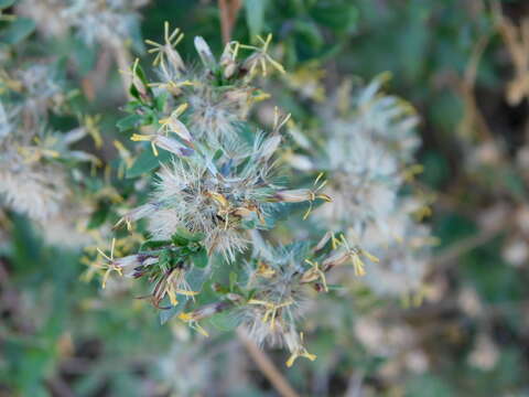 Image of Austrobrickellia