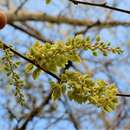 Gymnopodium floribundum Rolfe resmi