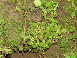 Image of fringed spikemoss