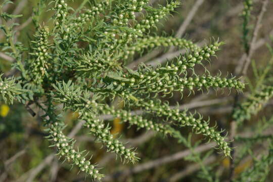 Image of Tamarix octandra (M. B.) Bunge