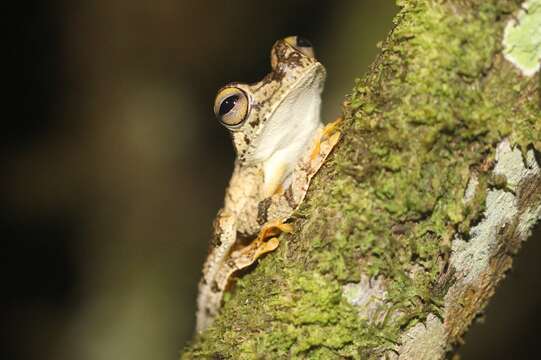 Image of Rosenberg's Gladiator Treefrog