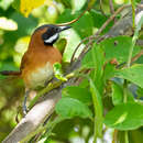 Image of White-whiskered Spinetail