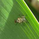 Image de Anthomyia punctipennis Wiedemann 1830